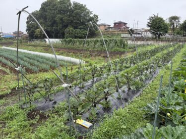 2025年6月11日(水)の作業記録 (PM時間帯のみの作業、玉ねぎの根切り葉切り作業、万能茄子支柱立て)