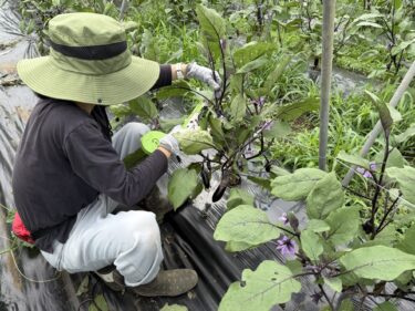 2025年6月12日(木)の作業記録 (長ネギの追肥土寄せ作業、茄子の誘引紐張り作業、茄子の誘引作業、エシャレットのマルチ剥がし作業)