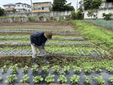 2025年6月13日(金)の作業記録 (茄子の誘引紐張りと誘引作業、ミニトマトの一部に屋根張り作業、赤玉ねぎ回収、除草作業)