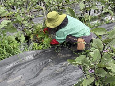 2025年6月16日(月)の作業記録 (長茄子と万能茄子の剪定作業、キュウリの誘引作業、防草シート留め作業)