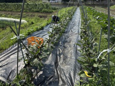 2025年6月17日(火)の作業記録 (万能茄子の剪定作業、長茄子・万能茄子の誘引作業、赤玉ねぎの根切り葉切り作業、トラクター耕耘作業)