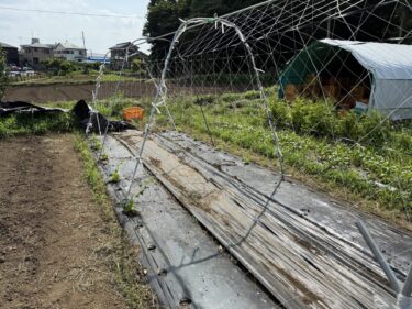 2025年6月20日(金)の作業記録 (スナックエンドウ撤去作業、ゴーヤ定植作業、カラフルミニトマト・中玉トマトの支柱立て作業、赤玉ねぎマルチ剥がし作業)