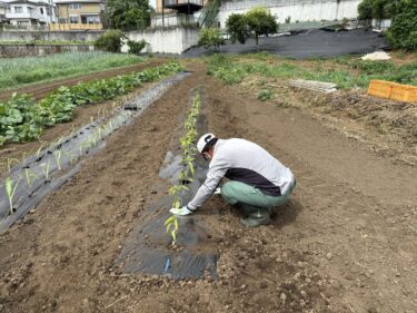 2025年6月23日(月)の作業記録 (万能茄子の誘引作業、ミニトマトの芽かき作業、ハラペーニョの定植作業)