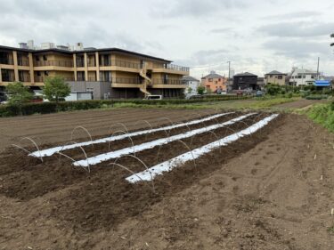 2025年6月24日(火)の作業記録 (キュウリ・ゴーヤ・白ゴーヤの定植作業、夏大根用にマルチ張り作業)