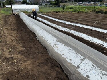 2025年6月27日(金)の作業記録 (夏大根の防虫ネット張り作業、モロヘイヤのマルチ穴部分の除草、鈴木さん畑の除草作業)