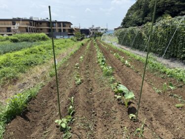 2025年7月2日(水)の作業記録 (収穫作業メイン、里芋の畝間の除草と土寄せ作業)