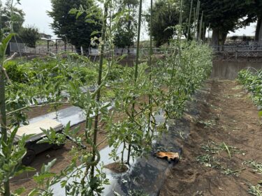 2025年7月7日(月)の作業記録 (収穫作業メイン、ミニトマトの芽かき誘引作業)