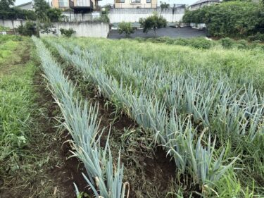 2025年7月14日(月)の作業記録 (ミニトマトと中玉トマトの摘心芽かき誘引作業、玉ねぎ根切り葉切り、育苗ポットの清掃と片付け作業、長ネギ周りの除草作業)