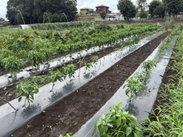 2025年7月15日(火)の作業記録 (長ネギ周りの除草作業、ピーマンの剪定誘引作業)