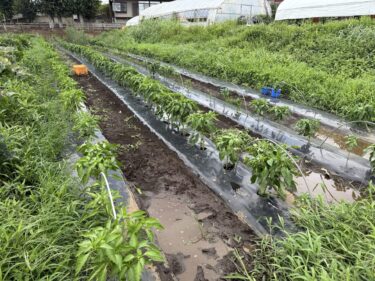 2025年7月16日(水)の作業記録 ( ピーマンの剪定誘引作業、モロヘイヤ・オクラ・長ネギの除草作業)