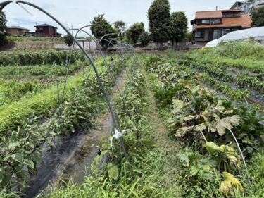 2025年7月17日(木)の作業記録 (そうめん南瓜が今季初収穫、ピーマンの剪定誘引作業、除草作業)