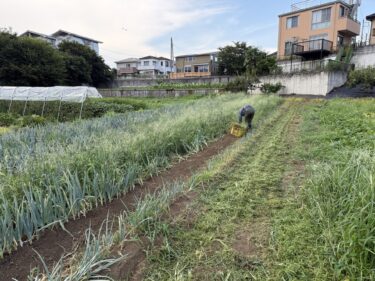 2025年7月22日(火)の作業記録 (収穫作業と除草作業メイン、長茄子の誘引作業)