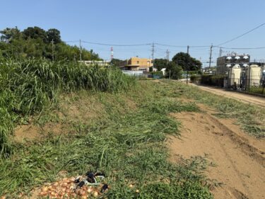 2025年7月23日(水)の作業記録 (収穫と除草作業メイン)