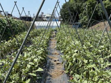 2025年7月25日(金)の作業記録 (午前中のみの作業、収穫作業メイン、除草、長茄子の誘引、万能茄子に散水作業)