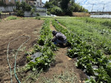 2025年7月30日(水)の作業記録 (モロヘイヤ、ツルムラサキの追肥作業、除草作業、玉ねぎの根切り葉切り、ジャガイモの仕分け作業)