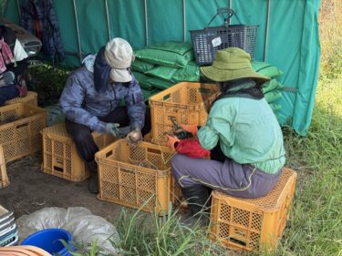 2025年7月31日(木)の作業記録 (ツルムラサキの追肥除草作業、吉岡さん畑の一部をトラクターで耕耘作業、除草作業、玉ねぎの根切り葉切り作業)