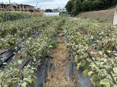 2025年8月1日(金)の作業記録 (ツルムラサキとモロヘイヤの追肥作業、万能茄子の誘引紐張り作業、吉岡さん畑の除草作業)