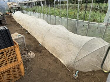 2025年8月7日(木)の作業記録 (収穫作業メイン、斉藤さん畑のビニールハウス内の除草と耕耘と苗置き場所作り)