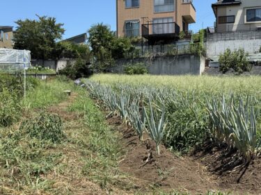 2025年8月8日(金)の作業記録 (モロヘイヤ・オクラ・ミニトマト・緑茄子の追肥除草作業、長ネギの除草作業、キュウリ散水作業、各畑の防虫ネットの片付け作業、除草作業等)