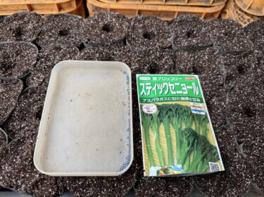 2025年8月15日(金)の作業記録 (ブロッコリーとスティックブロッコリーの播種作業)