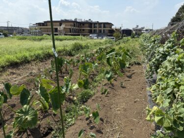 2025年8月20日(水)の作業記録 (里芋・キュウリ・ゴーヤ周りの除草作業、田中さんの上の畑をトラクターで耕耘作業、刈払機で除草作業、ズッキーニ撤去作業)
