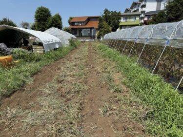 2025年8月21日(木)の作業記録 (除草作業、ズッキーニのマルチ剥がし作業、ズッキーニのマルチを剥がした箇所をトラクターで耕耘作業、カリフラワーの播種作業)