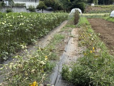 2025年8月22日(金)の作業記録 (午前中のみの作業、ミニトマトの撤去作業、除草作業、オクラの剪定作業)