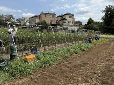 2025年8月28日(木)の作業記録 (ミニトマト支柱撤去作業、ミニトマトとズッキーニのマルチ剥がし、除草作業)