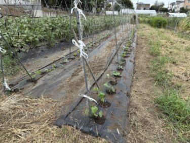 2025年9月3日(水)の作業記録 (AM時間帯のみの作業、キュウリの定植作業)