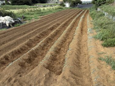 2025年9月10日(水)の作業記録 (キュウリの播種作業、ホーム玉ねぎの定植作業、長ネギの定植作業、長ネギ周りの除草作業)
