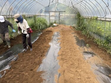 2025年9月12日(金)の作業記録 (吉岡さん畑に肥料を撒いてトラクターで耕耘作業、鈴木さん畑のビニールハウス内に肥料を撒いて小型耕運機で耕耘マルチ張り作業)