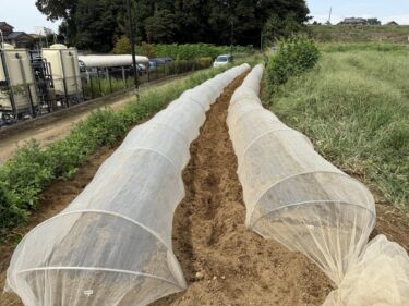 2025年9月18日(木)の作業記録 (青首大根の防虫ネット張り作業)
