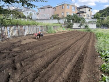 2025年9月24日(水)の作業記録 (紫キャベツ・白菜の播種作業、ジャガイモ用の肥料撒き溝堀り作業、長ネギの除草作業)