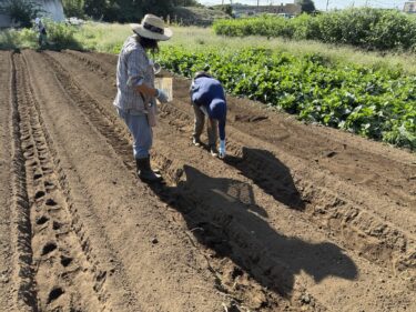 2025年9月25日(木)の作業記録 (ジャガイモの定植作業、マルチ張り作業、育苗スペース作り、除草作業)