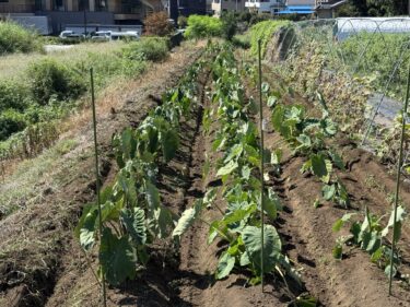 2025年9月26日(金)の作業記録 (長ネギ周りの除草作業、斉藤さん畑のビニールハウスの苗スペース撤去、里芋の追肥土寄せ作業、鈴木さん畑でマルチ剥がし作業)