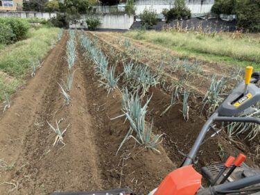 2025年9月29日(月)の作業記録 (長ネギの追肥土寄せ作業、マルチ剥がし作業)