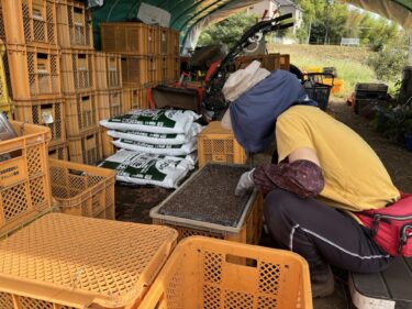 2025年10月2日(木)の作業記録 (早生玉ねぎ・赤玉ねぎ・玉ねぎの播種作業)