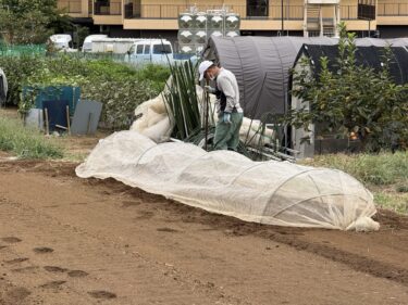 2025年10月3日(金)の作業記録 (玉ねぎ・春菊・小松菜の播種作業、万能茄子の撤去作業、除草作業)