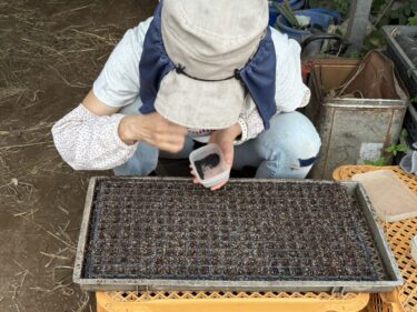2025年10月6日(月)の作業記録 (玉ねぎの播種作業、斉藤さんの最下段畑をトラクターで耕耘作業、岩槻ネギ周りの除草作業、刈払機での除草作業、マルチシーダーに新しいバッテリーを取り付けてセンサーが動くかチェック作業)