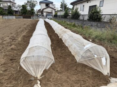 2025年10月7日(火)の作業記録 (玉ねぎの播種作業、田中さんの下の畑をハンマーナイフモアで除草作業、吉岡さん畑で岩槻ネギ周りの除草作業、ブロッコリーとスティックブロッコリーの定植作業)