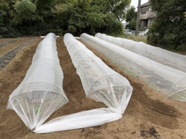 2025年10月9日(木)の作業記録 (田中さんの上の畑に大根用のマルチ張り作業、緑茄子と万能茄子の撤去作業、防草シート剥がし片付け作業、ステックブロッコリー・カリフラワー・キャベツの定植作業)