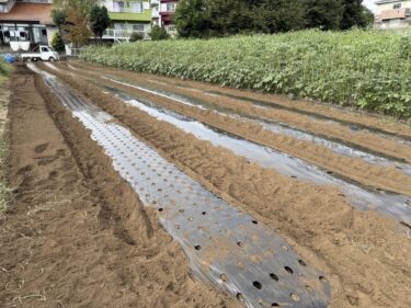 2025年10月10日(金)の作業記録 (岩槻ネギ周りの除草作業、ブロッコリーの定植作業、マルチ張り作業、マルチシーダー調整作業)