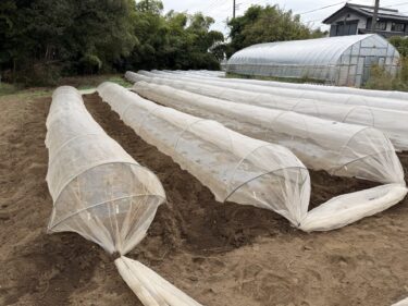 2025年10月14日(火)の作業記録 (マルチシーダーの調整作業、秋取りズッキーニが今季初収穫、マルチシーダーを使い新日本ほうれん草の播種作業、吉岡さん畑で岩槻ネギ周りの除草作業、ブロッコリーの防虫ネット張り作業)