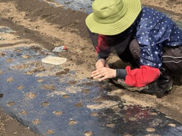 2025年10月15日(水)の作業記録 (サツマイモ試し堀り、人参・小松菜・大根播種作業、トラクター耕耘作業、マルチ張り作業、岩槻ネギ周りの除草作業)