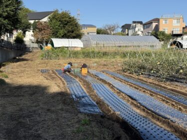 2025年10月17日(金)の作業記録 (らっきょうの定植作業、トラクター耕耘作業、岩槻ネギ周りの除草作業)