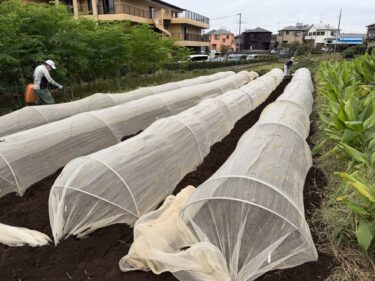 2025年10月21日(火)の作業記録 (菜花類の播種作業と防虫ネット張り作業、らっきょう・ニンニクの定植作業、岩槻ネギ周りの除草作業)
