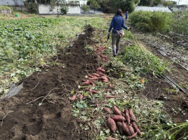 2025年10月27日(月)の作業記録 (さつま芋の収穫作業、モロヘイヤの撤去作業、嘉定ニンニクの定植作業)