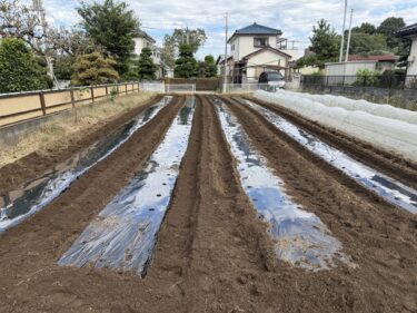 2025年10月28日(火)の作業記録 (さつま芋の収穫作業、マルチシーダーで新日本ほうれん草の播種作業、嘉定ニンニクの定植作業)