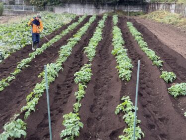 2025年10月29日(水)の作業記録 (モロヘイヤの撤去作業、白菜・サニーレタス・紫キャベツの定植作業)