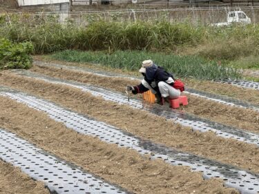 2025年10月31日(金)の作業記録 (斉藤さんの上の畑に大根用のマルチ張り作業、青首大根・強力大根の播種作業、吉岡さん畑の山部分で嘉定ニンニク・分葱の定植作業、ピーマンとモロヘイヤの撤去作業、吉岡さん畑でほうれん草の播種作業)